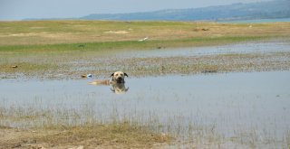 Adanada Termometreler 48 Dereceyi Gösterdi, Köpekler Göle Girdi