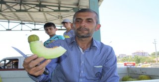 Çankırıda Kavun Üretimi Yüzleri Güldürdü