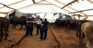 Ümraniyede Kurban Pazarı Denetimleri Devam Ediyor