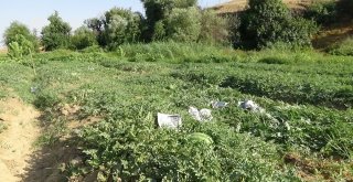 (Özel) Karpuzu Böyle Koruyorlar