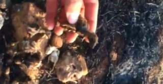 Keklikler Dakikalar İçerisinde Küle Döndü