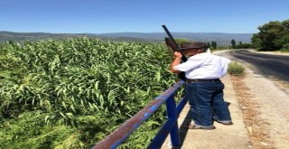 Bozdoğanda Zirai Amaçlı Domuz Avı Yarın Başlıyor