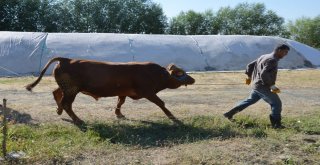 1 Tonu Bulan Kurbanlıklar Sahipleri İçin Yola Çıktı