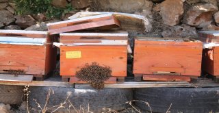 (Özel) Devlet Desteğiyle Doğal Bal Üretiyor