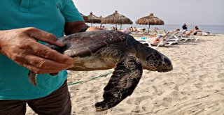 Kuşadası Sahiline İki Deniz Kaplumbağası Vurdu