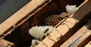 Siirtte Yılın İlk Balı Toplandı