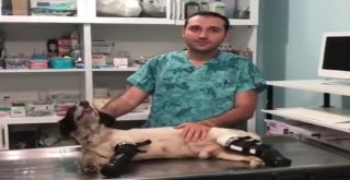 (Özel) Türkiyenin Yüreğini Sızlatan Sızı Köpekten Sevindirici Haber