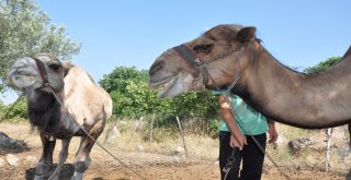 (Özel) Güreşçi ‘Yakışıklı Sülo Kurbanlık Yolunda