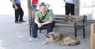 (Özel) Üç Ayağıyla Caddelerin Maskotu Oldu