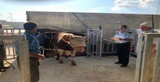 Modern Hayvan Pazarının İlk Kurbanlıkları Geldi