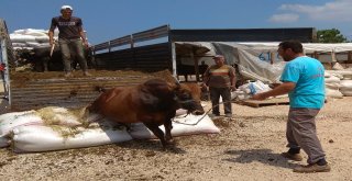 Kurban Pazarının Kralları Rekor Fiyattan Alıcı Buluyor