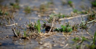 Bursada Tarlaları Fareler İstilâ Etti