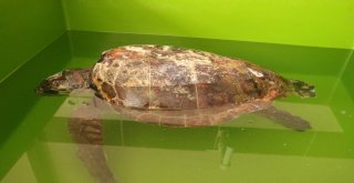 Hatay Mkü Veterinerlik Fakültesi Deniz Kaplumbağalarına Şifa Dağıtıyor