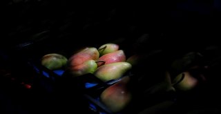 Gürsuda Armut Festivali Coşkusu