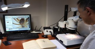 Sarı Kız Zararlı Değil Yararlı