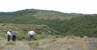 Dağı Taşı Ceviz Fidanı İle Doldurdu