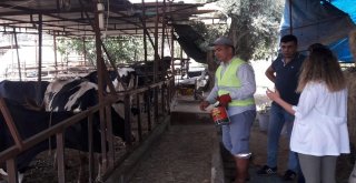 Germencikte Besicilere Karasinekle Mücadele Desteği