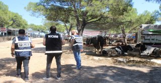 Ayvalıkta Polisten Perşembe Pazarı İle Kurban Pazarında Sıkı Güvenlik Önlemleri