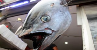 Samsunluların Dev Orkinos Şaşkınlığı