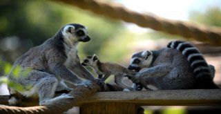 Lemurların Yavru Sevinci