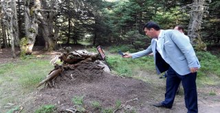 Uludağa “Endemik Park”