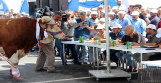 Birbirinden Güzel Kurbanlıklar Podyumda Boy Gösterdi