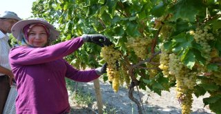 Manisada Kuru Üzüm İçin Hasat Erken Başladı