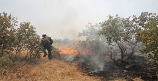 Midyatta Ormanlık Alanda Çıkan Yangın Sürüyor