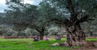 “Siyah Elmas” Karelere Yansıdı