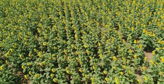 (Özel) Milyonlarca Ayçiçeğinin Havadan Görüntüsü Mest Etti