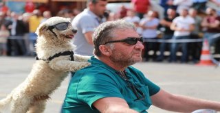 Tokatta Motosiklet Festivali Nefesleri Kesti