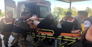 Ayı Ve Kurt Saldırısından Gizlenerek Kurtulan Kadın, Kuşburnu Yiyerek Hayatta Kaldı