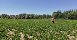 Kelkit Kuru Fasulyesinin Coğrafi İşaret Ve Marka Yolculuğu Devam Ediyor