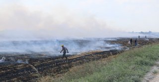 Çukurovada Mısır Hasadıyla Birlikte Anız Yangınları Da Başladı