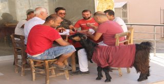 Pazardan Aldığı Keçi Çocuğu Gibi Oldu