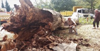 (Özel Haber) Devrilen 190 Yaşındaki Çınar Lüks Otomobili Hurdaya Çevirdi