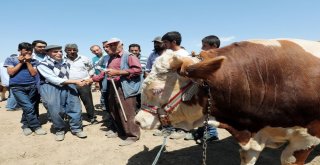 Vanda Kurban Sağlık Timi İş Başında