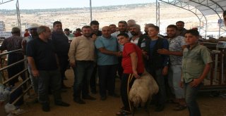 Kurban Pazarında Hareketlilik