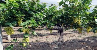 (Özel) Yılın İlk Üzüm Hasadı Sakaryada Başladı