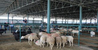 (Özel) İnternetten Kurban Alışverişine Dikkat