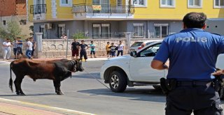 Kaçan Boğa, Aileye Bayramı Zehir Etti