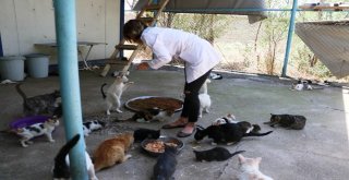 Veterinerden Hayvanlar İçin ‘Su Uyarısı