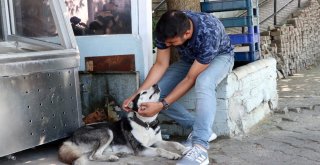 Minibüs Sürücüsü Köpeğin Üzerine Aracını Sürdü