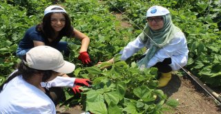(Özel Haber) Hem Üniversite Okuyor, Hem De Organik Sebze Üretiyorlar