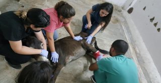 Yaralı Eşeğe Hayvan Severler Sahip Çıktı