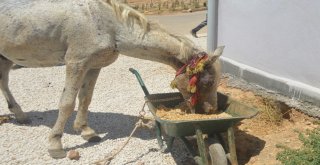 (Özel) Mardinde İşkence Gören At Tedavi İçin İstanbula Gönderildi