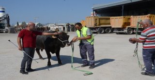 Kesileceğini Anlayan Kızgın İnek İğneyle Sakinleştirildi