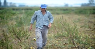 Bursada Tarlaları Fareler İstilâ Etti