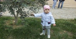 Gömeçte Zeytin Hasat Şenliği Coşkusu