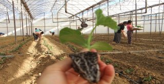 Dolara Tepki Olarak Fide Ekimini 1 Ay Öne Aldılar